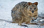 Quokka