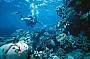 3 Day Outer Barrier Reef Scuba Diving Adventure