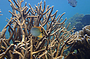 Ningaloo Reef